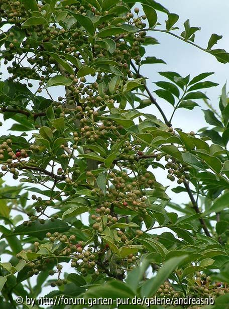 Zanthoxylum americanum - Juli2009