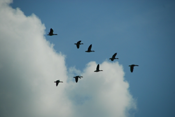 Gänse 1