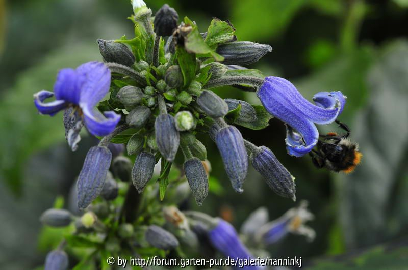 Clematis heracleifolia China