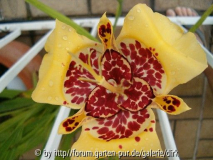 Tigerblume