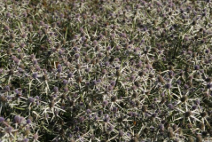Wisley 6