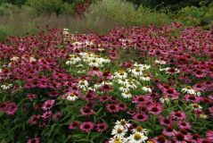 Wisley 17
