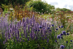 Wisley 16