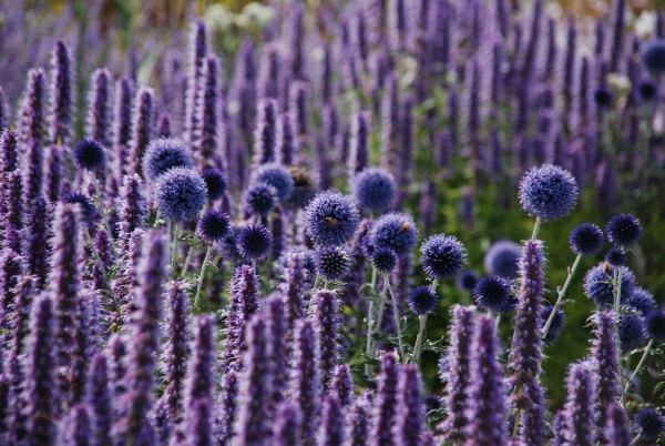 Wisley 15