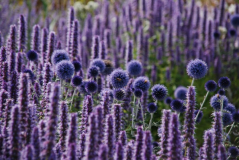 Wisley 15