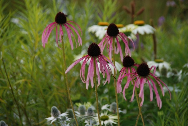 Wisley 14