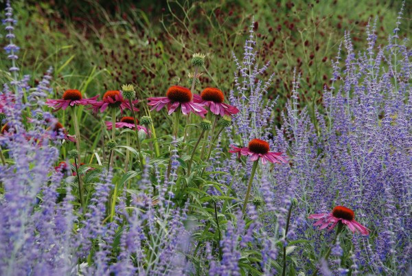Wisley 13