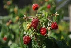 Wisley 30