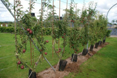Wisley 29