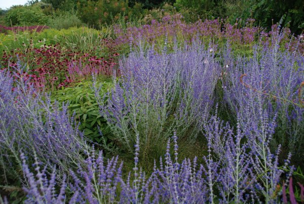 Wisley 28