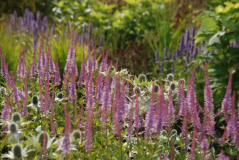 Wisley 25