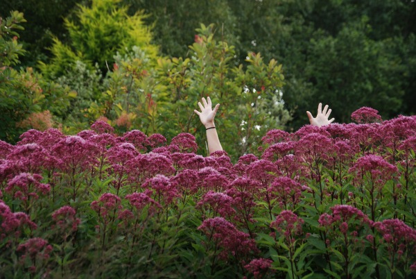 Wisley 24