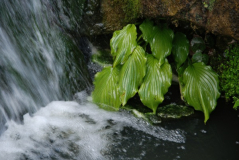 Wisley 39