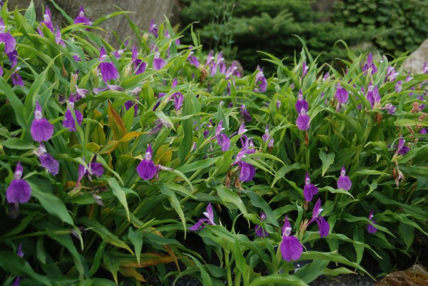 Wisley 38