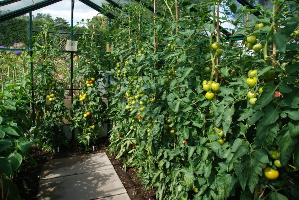 Wisley 31