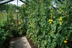 Wisley 31