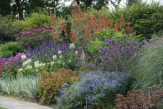 Wisley 50