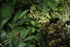 Wisley 46