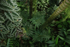 Wisley 45