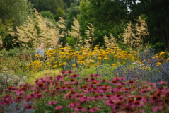 Wisley 43