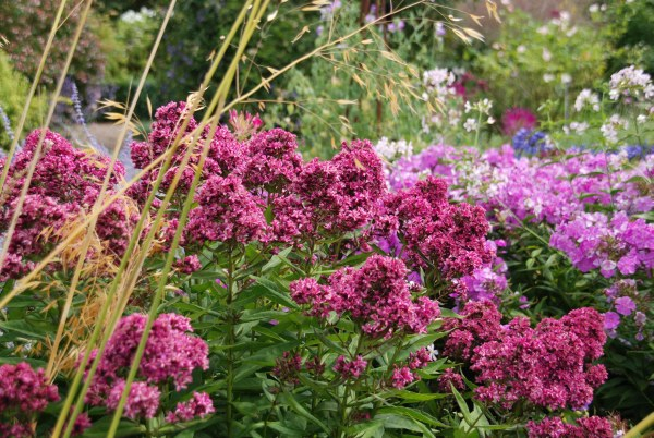 Wisley 53