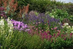 Wisley 51