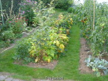 Beetanlage von 2008