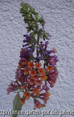 Buddleja davidii FlowerPower