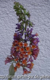 Buddleja davidii FlowerPower