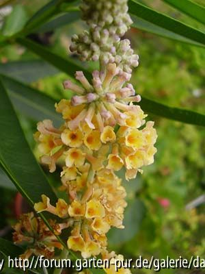Buddleja weyeriana Sungold