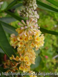 Buddleja weyeriana Sungold