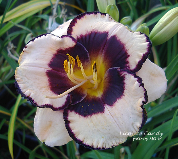 Licorice Candy, August