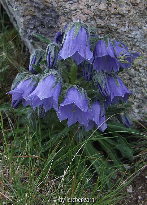 Alpen-Glockenblume (Campanula alpina)