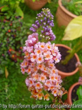 Buddleja davidii FlowerPower 2
