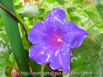 Ipomoea nil Murasaki Jishi