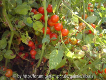 Johannisbeer-Tomaten-Wirrwarr