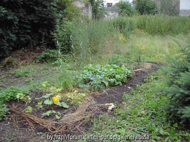 Gemüsegarten-Anfang in Wildnis