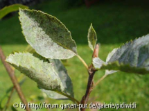 kranke Felsenbirne 3
