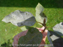 kranke Felsenbirne 2