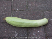 Buschkürbis Yougoslavian Finger