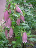 Campanula punctata