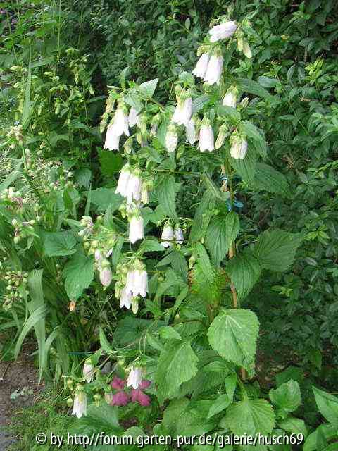 Campanula takesimana