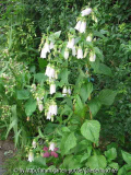 Campanula takesimana