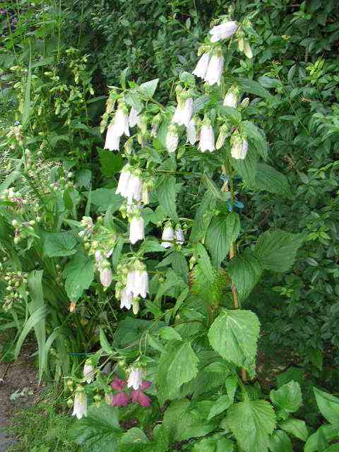 Campanula takesimana