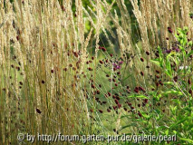 Staudenwiese 2