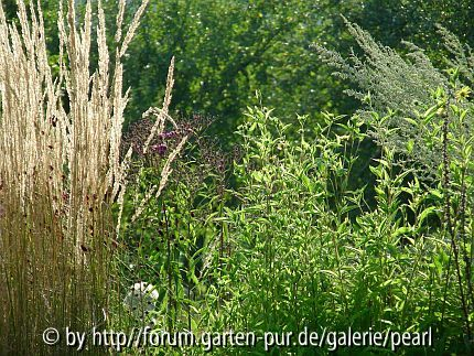 Staudenwiese 1 Calamagrostis Karl Foerster Helianthus Lemon Queen