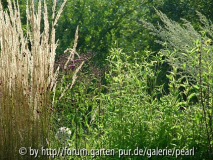 Staudenwiese 1 Calamagrostis Karl Foerster Helianthus Lemon Queen