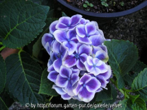 Hortensie Blau/lilaweiß