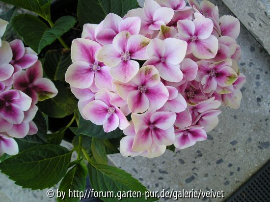 Hortensie rosa-gefleckt