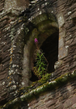 Llanthony Priory 9